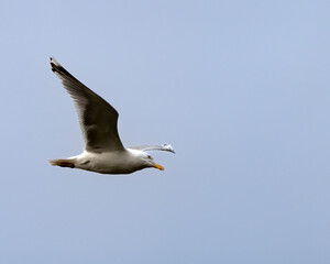 Scandinavian herring gull, Larus argentatus, in Hornøya, Norway