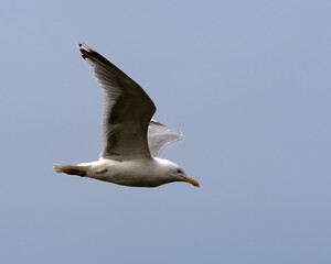 Scandinavian herring gull, Larus argentatus, in Hornøya, Norway