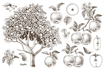 Apples hand drawn vector set