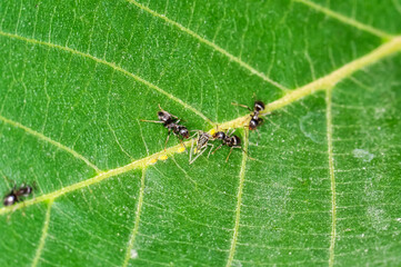 Macro photo of an ant searching for food