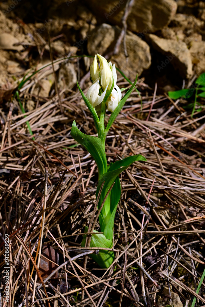 Poster Weißes Waldvöglein // White helleborine (Cephalanthera damasonium)