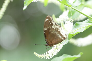 Macro photo of a Hypolimnas bolina butterfly feeding on a white flower. Its wings have a beautiful pattern of white spots.