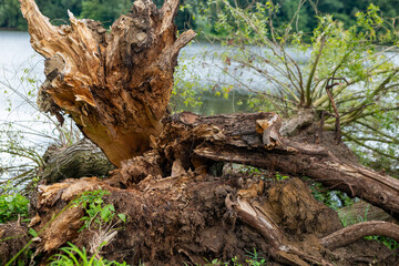 large tree trunk has fallen into the water the trunk is brown and has a rough texture