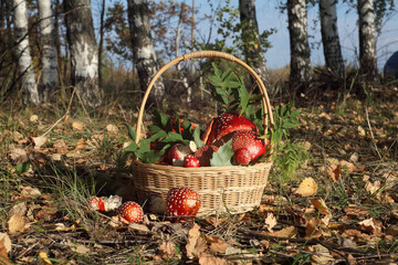 Poisonous fly agaric mushroom in a basket.in the forest on the ground,with a red cap and white spots.(Amanita muscaria)on the grass.Food crop, medicinal plant fly agaric for use in herbal medicine