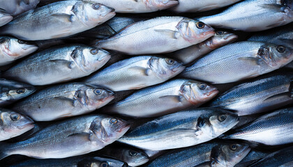 Obraz premium Freshly caught loup de mer lie next to each other in a symmetrical pattern as a background.