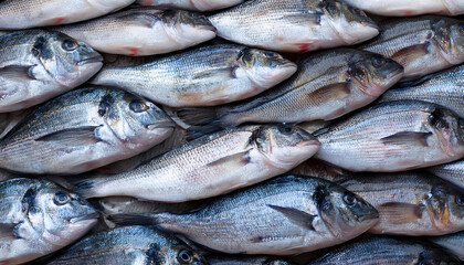 Freshly caught loup de mer lie next to each other in a symmetrical pattern as a background.