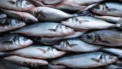 Obraz premium Freshly caught loup de mer lie next to each other in a symmetrical pattern as a background.