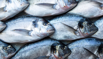 Obraz premium Freshly caught loup de mer lie next to each other in a symmetrical pattern as a background.