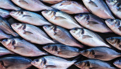 Fototapeta premium Freshly caught loup de mer lie next to each other in a symmetrical pattern as a background.