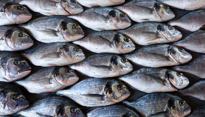 Obraz premium Freshly caught dorades lie next to each other in a symmetrical pattern as a background.