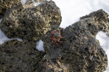 big red crab sitting on the rocks