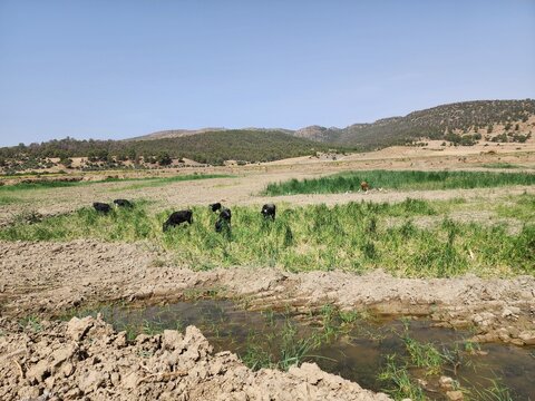 Mountain and desert landscapes with a tree, featuring wildlife such as zeb