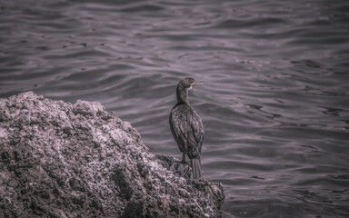 Cormorant resting on the rock