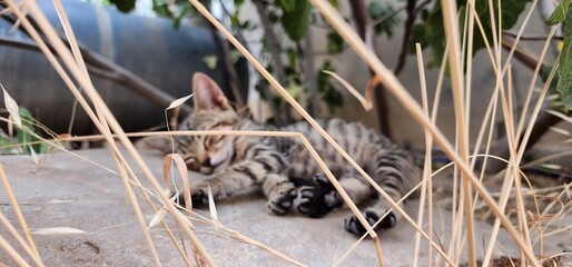 Here lies our majestic tabby, finding comfort on a sun-drenched rock, perfectly at ease in nature's embrace