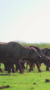 Vertical shot of Buffalos grazing grass on green meadow in Banni Grasslands Reserve of Kutch, India. Ecosystem environment conservation, biology diversity, wilderness. 4K video.  Herd of 