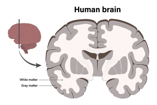 Human brain vector. White matter and Gray matter. Anterior view of frontal section. Cross section of a human brain. Anatomy of the cerebral cortex.