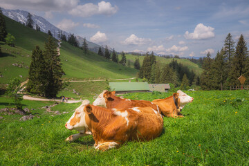 Alpine meadow with cows and rustic houses in Berchtesgaden National Park