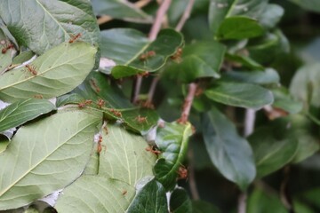 Red ant nest from foliage in the tropical forest