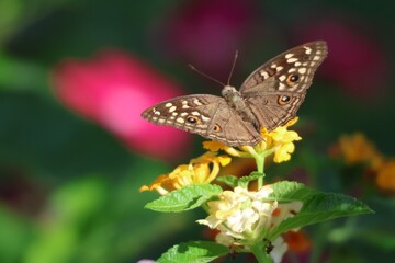 butterfly on flower