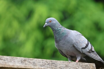 pigeon in the park