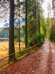 Obraz premium fir trees near trail between hillsides and conifer forest under the blue sky. path through carpathian woods of synevyr national park. tourism and hiking autumn background