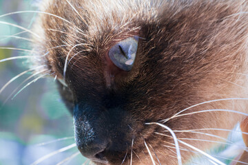 Siamese cat. Profile view. Close-up.Blurred background, bokeh.