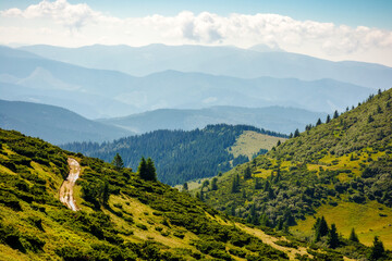 view in to the chornohora ridge valley. landscape of carpathian mountains on a bright forenoon in...