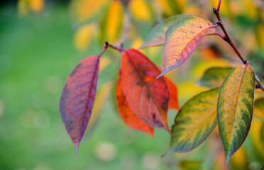 Autumn sunny day. Colorful leaves of a fruit tree. Autumn garden