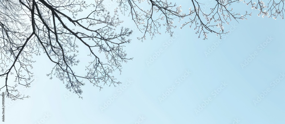 Aufkleber a scenic view of bare branches against a clear sky with copy space image