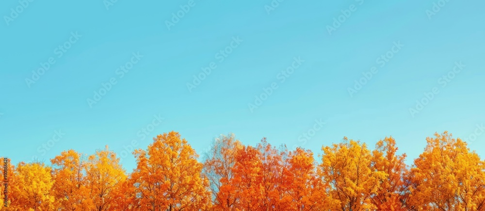 Leinwandbilder tree tops adorned with vibrant autumn foliage create a picturesque scene with a clear blue sky in th