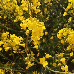 canola yellow flowers in spring background