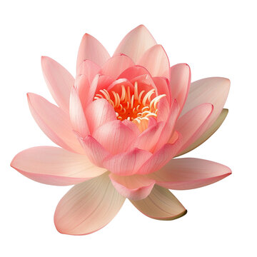 recommend clip art: Beautiful lotus flower clip art