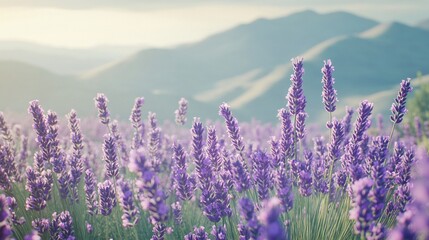 Obraz premium Lifelike Lavender Field with Vibrant Purple Flowers and Dreamy Rolling Hills Background
