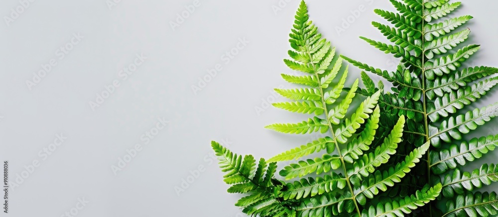 Fototapete Macro image of a vibrant fern with flawless leaves against a blank background for copy space image