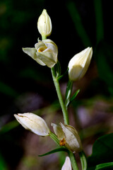 Obraz premium White helleborine // Weißes Waldvöglein (Cephalanthera damasonium)
