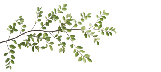 Vibrant Green Branch with Leaves Isolated 