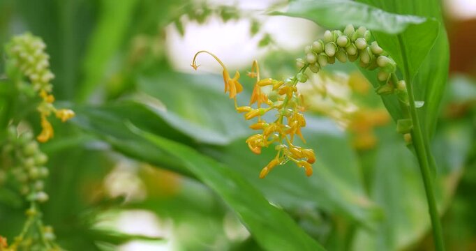 Globba winitii (Globba) plant, The colorful of yellow wild ginger flowers. Feature look like the flying swans.
