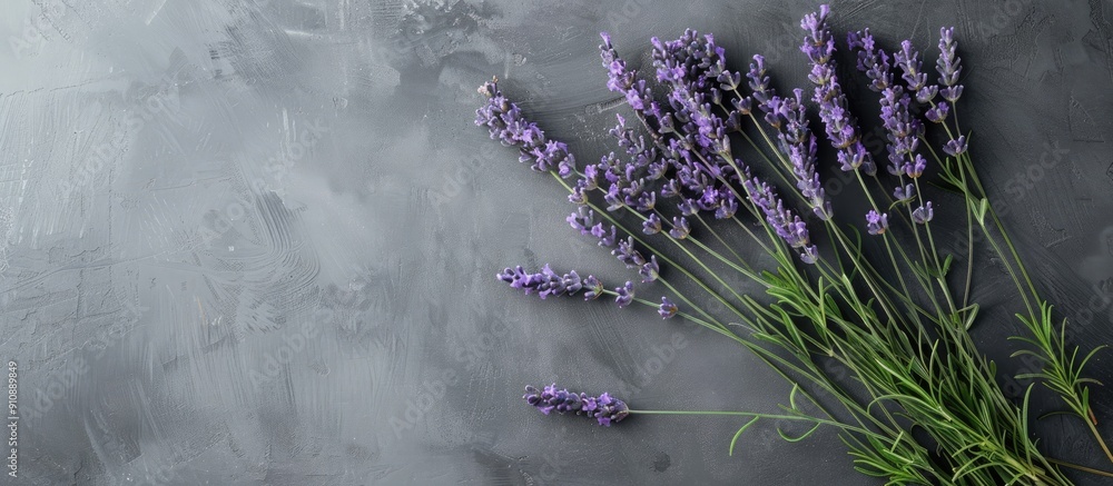 Poster lavender herb sprigs arranged in a bunch on a grey background with copy space image
