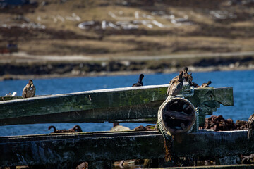 Juvenile Rock Shags on discarded wood near Port Stanley, Falkland Islands. 