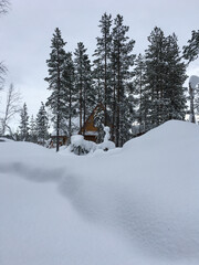 snow covered trees in the mountains