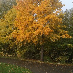 Fototapeta premium autumn trees in the park