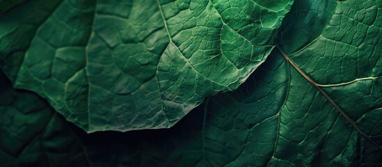 Background with copy space featuring the textured surface of a green leaf ideal for design and presentation purposes