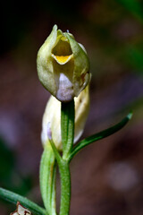 Weißes Waldvöglein // White helleborine (Cephalanthera damasonium)