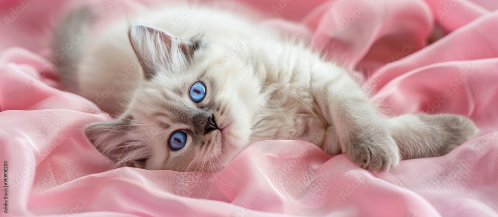 Poster a white british kitten with blue eyes is lying on its back on a pink fabric creating a lovely copy s