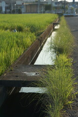 Fototapeta premium 朝日と用水路