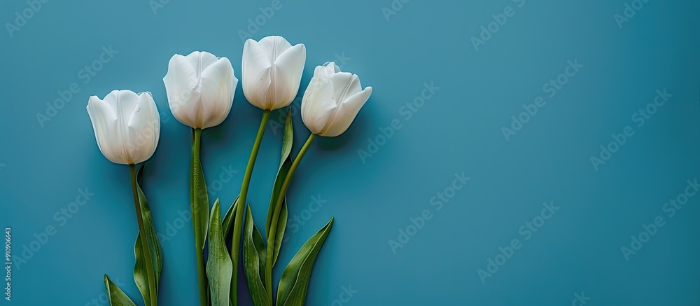 Poster a serene blue backdrop with five tulips ideal for a copy space image