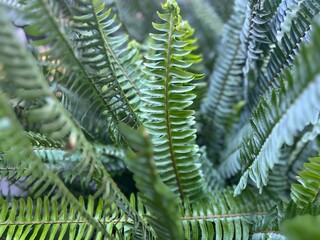 Fern leaved Boston 