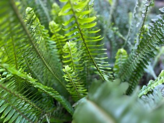 Fern leaved Boston 