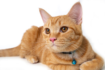 Orange cat crouching on the ground and looking intently to the side.