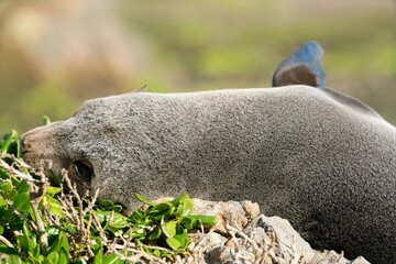 new zealand Fur Seal relax on the costalrock